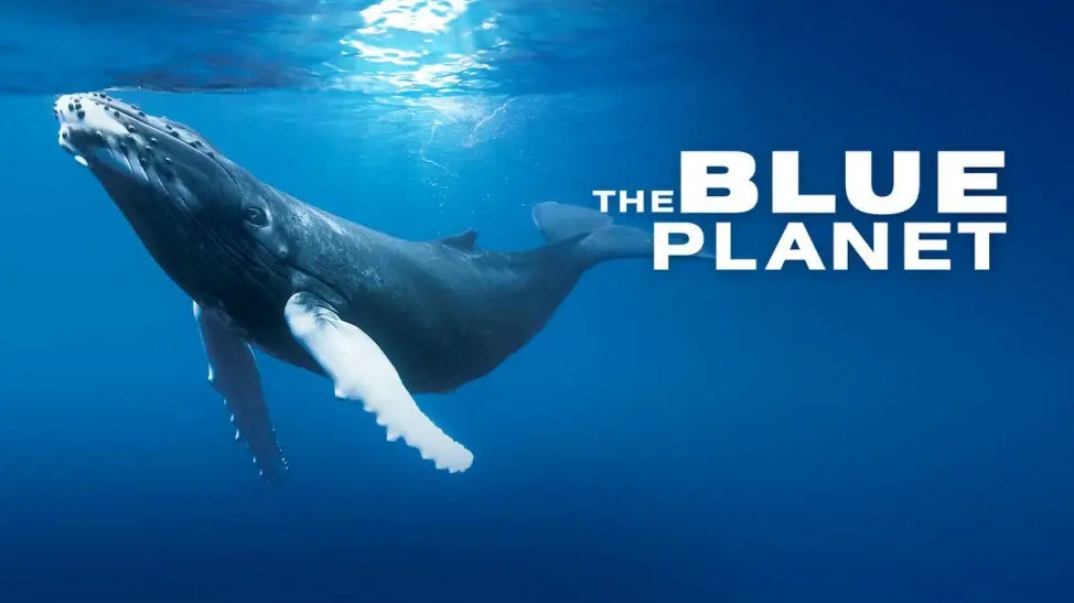 Whale with the blue planet logo